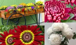 Kasımpatının Özellikleri ve Türleri