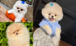 Pomeranian Boo Çocuklarla Anlaşır mı?