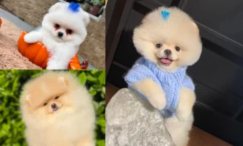 Pomeranian Boo Çocuklarla Anlaşır mı?