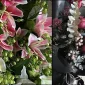 Seamless Flower Ordering