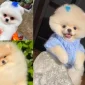 Pomeranian Boo Çocuklarla Anlaşır mı?
