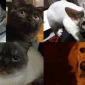 Pet Forum İle Sorularınıza Cevaplar Bulun