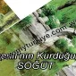 OSMANLI'NIN KURULDUĞU YER: SÖĞÜT